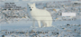 Fox In Winter Personal Checks