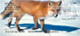 Fox In Winter Personal Checks