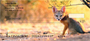 Foxy Personal Checks