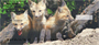 Foxy Personal Checks