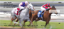 Racing The Ponies Personal Checks
