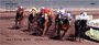 Racing The Ponies Personal Checks
