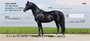 Award Winning Stallions Personal Checks