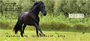 Award Winning Stallions Personal Checks