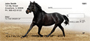 Black Stallions Personal Checks