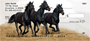 Black Stallions Personal Checks
