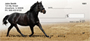 Black Stallions Personal Checks