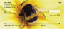 Bumblebees Personal Checks