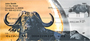 Water Buffalo Personal Checks