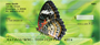 Butterfly Dreams Personal Checks