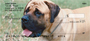 Mastiff Personal Checks