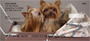 More Yorkies Checks