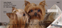 More Yorkies Checks