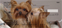 More Yorkies Checks