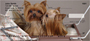 More Yorkies Checks