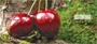Cherries Personal Checks