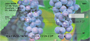 Grape Checks