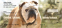 Bulldogs With Marine Attitude Personal Checks