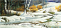 Aspen In Winter Personal Checks