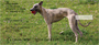 Whippet Personal Checks