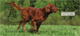 Irish Setter Personal Checks