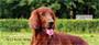 Irish Setter Personal Checks