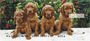 Irish Setter Personal Checks