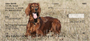 Irish Setter Personal Checks