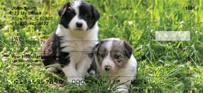 Border Collie Puppies
