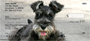 Snugly Schnauzer Personal Checks