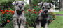 Snugly Schnauzer Personal Checks