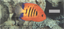 Up Close with Tropical Fish Personal Checks