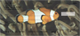Up Close with Tropical Fish Personal Checks