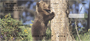 Grizzly Bear Cubs Personal Checks