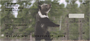 Grizzly Bear Cubs Personal Checks