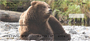 Grizzly Bears in the Wild Personal Checks