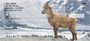 Goat Profiles Personal Checks