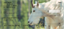 Goat Profiles Personal Checks