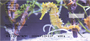 Sea Horses Personal Checks
