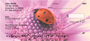 Ladybugs on Flowers Personal Checks