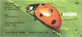 Ladybugs Close and Personal Personal Checks