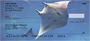 Manta Rays Personal Checks