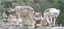 Mischievous Wolves Personal Checks