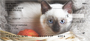 Siamese Cats Personal Checks