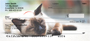 Siamese Cats Personal Checks