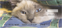 Siamese Cats Personal Checks