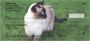 Siamese Cats Personal Checks