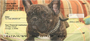 French Bulldog Personal Checks