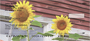 Joyous Sunflowers Personal Checks