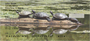Around the Pond Personal Checks